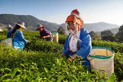 Chiang-Rai-Tea-Win-Gold-in-World-Green-Tea-Competition-in-Japan