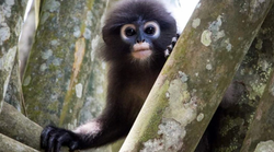 gibbons Khao Sok singes Thaïlande faune jungle parc national