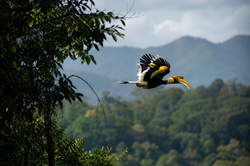 calao-hornbill-parc-khao-yai-thailande