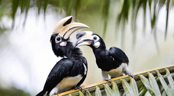 Calaos en couple Koh Yao Yai rencontre nature Thaïlande