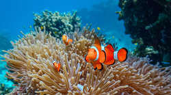 Poisson Nemo Surin Islands snorkeling Thaïlande coraux