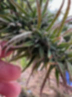 Thumbnail: Nepalese 2026