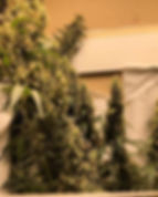 Thumbnail: Arctic Gorilla F3