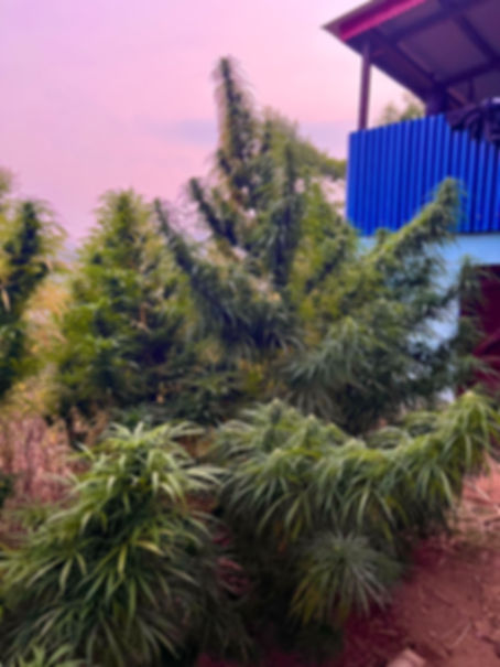 Kanchenjunga Mango Giant
