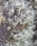 Thumbnail: Ayahuasca Purple Haze x Moon Cookies x Tashkurgan