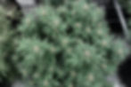 Thumbnail: Chernobyl