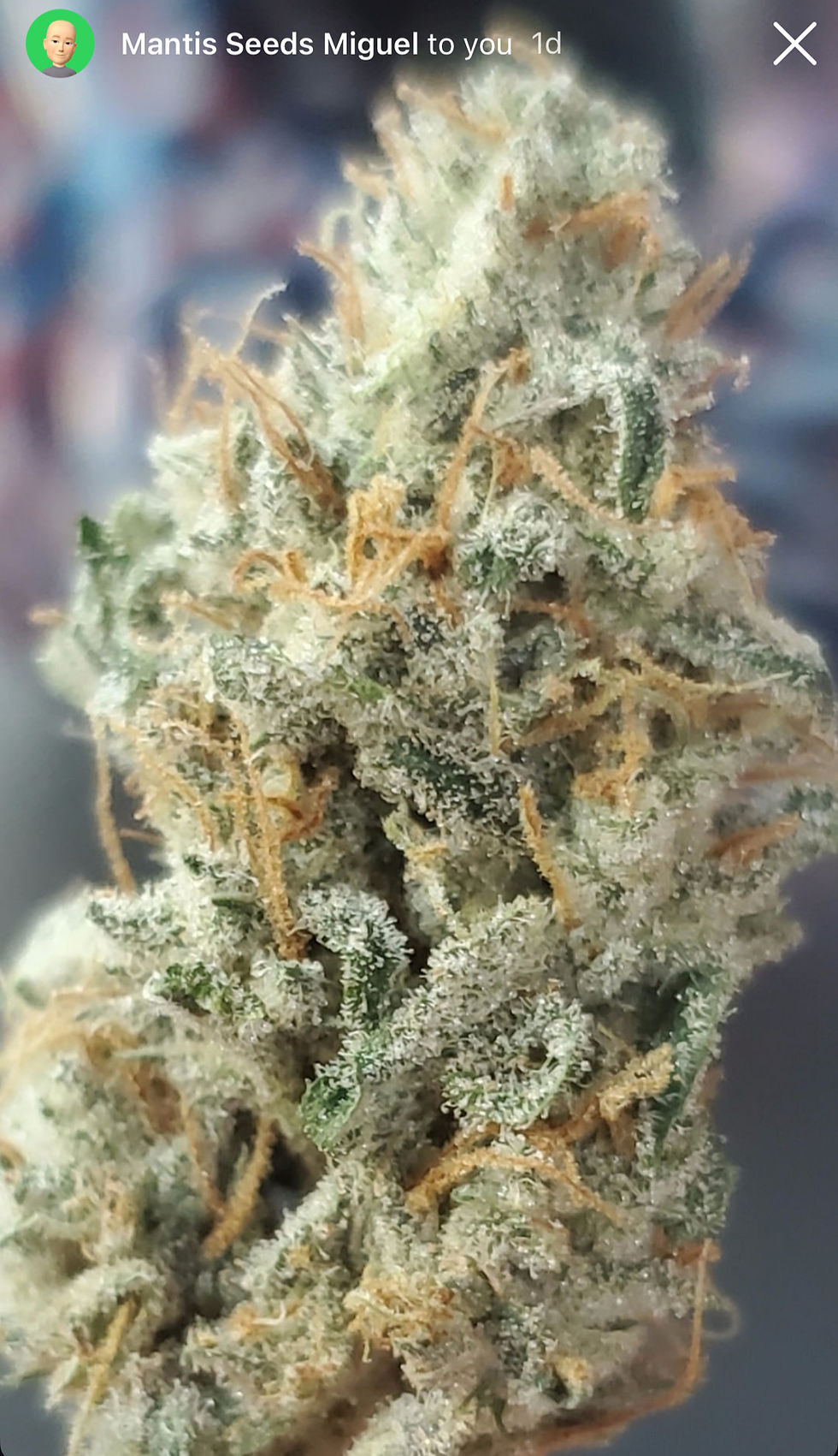 Thumbnail: Ayahuasca Purple Haze x Moon Cookies x Tash) X Tashkurgan
