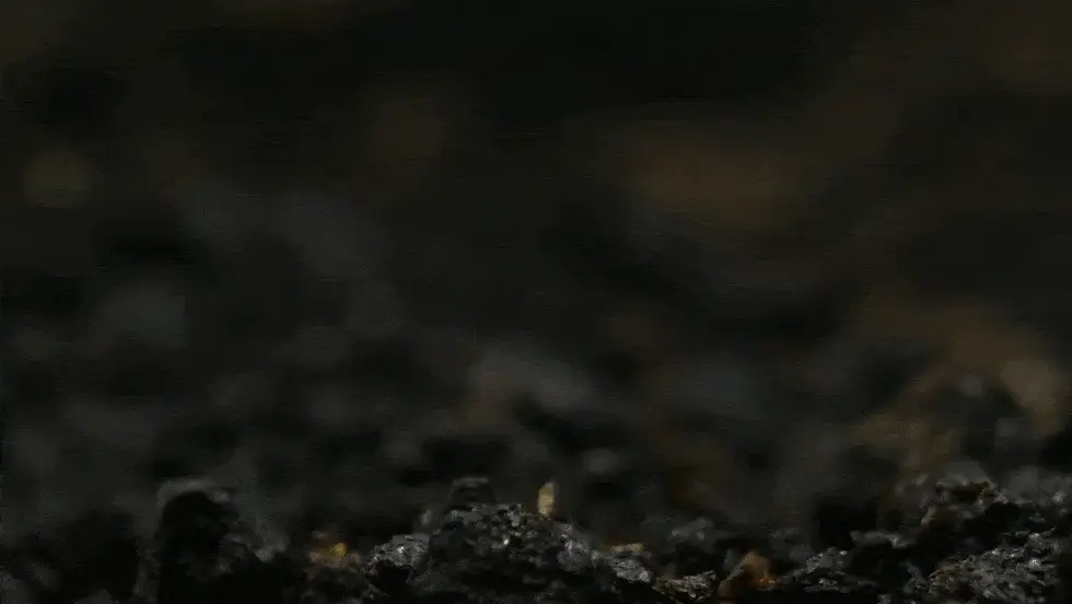 Thumbnail: The Sacred Lotus Flowers