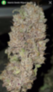 Ayahuasca Purple Haze x Moon Cookies x Tashkurgan