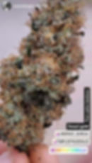 Thumbnail: Swazi Gold