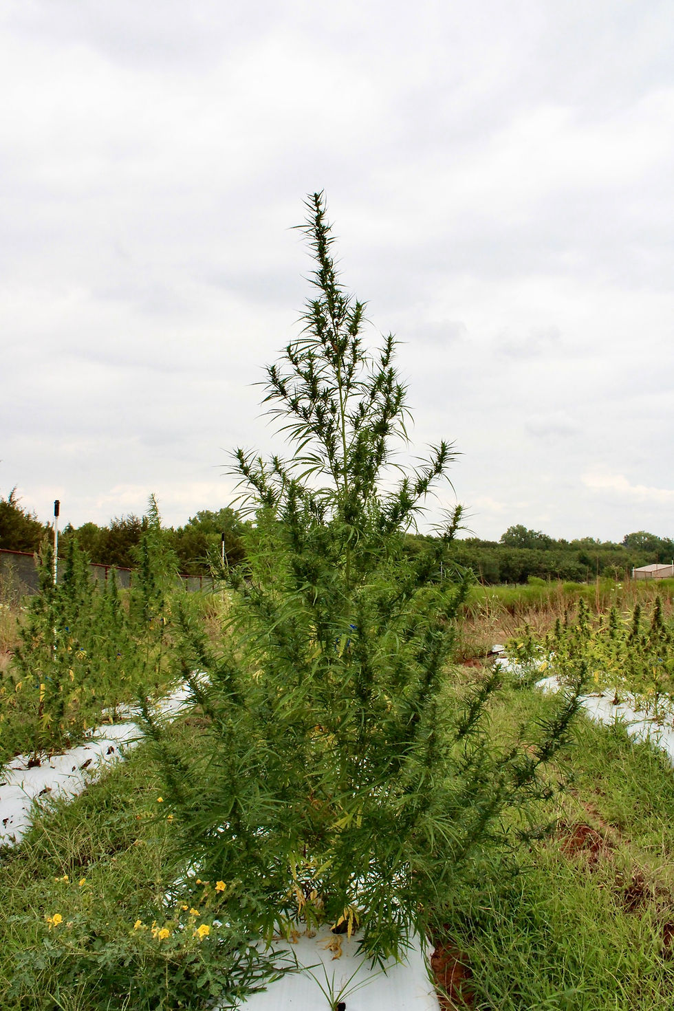 Thumbnail: Siberian Ruderalis F3
