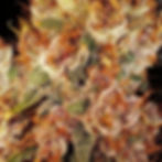 Thumbnail: Nigerian Princess