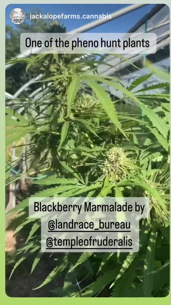 Thumbnail: Blackberry Marmalade