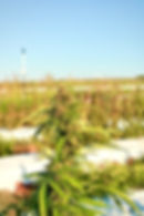 Thumbnail: Pakistani Pink