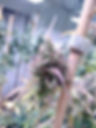 Thumbnail: Siberian GG#4 Plant