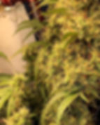 Thumbnail: Arctic Gorilla F3