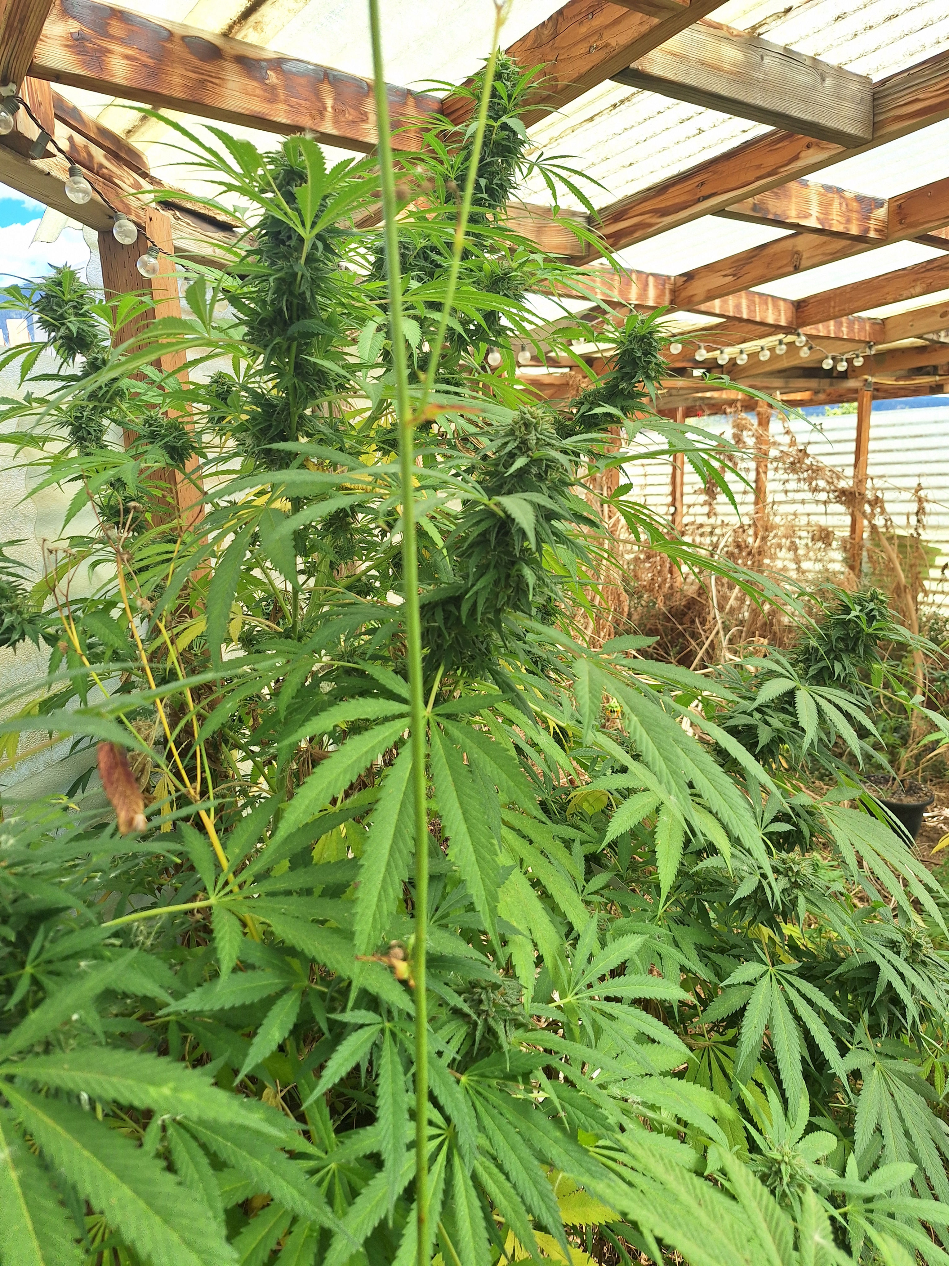 Grape Ape x Skunk 1 x Sour Lifesaver