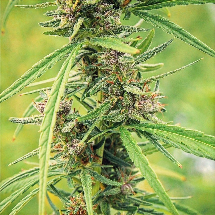 Thumbnail: Siberian Hulk F3
