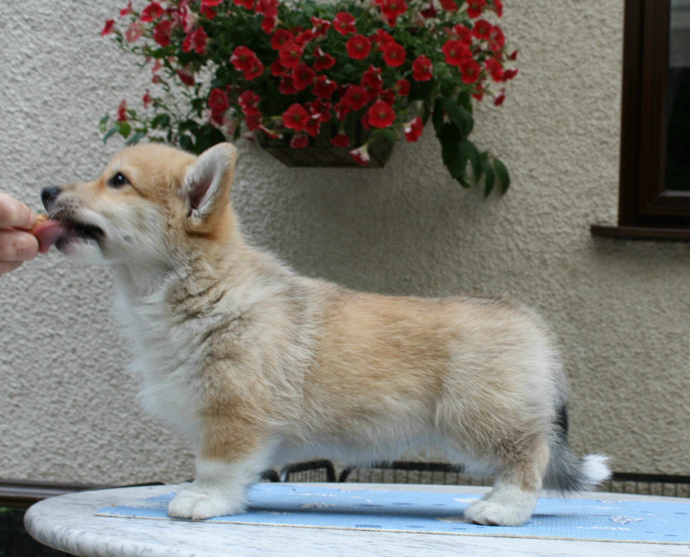 Vuedor Gentle Breeze