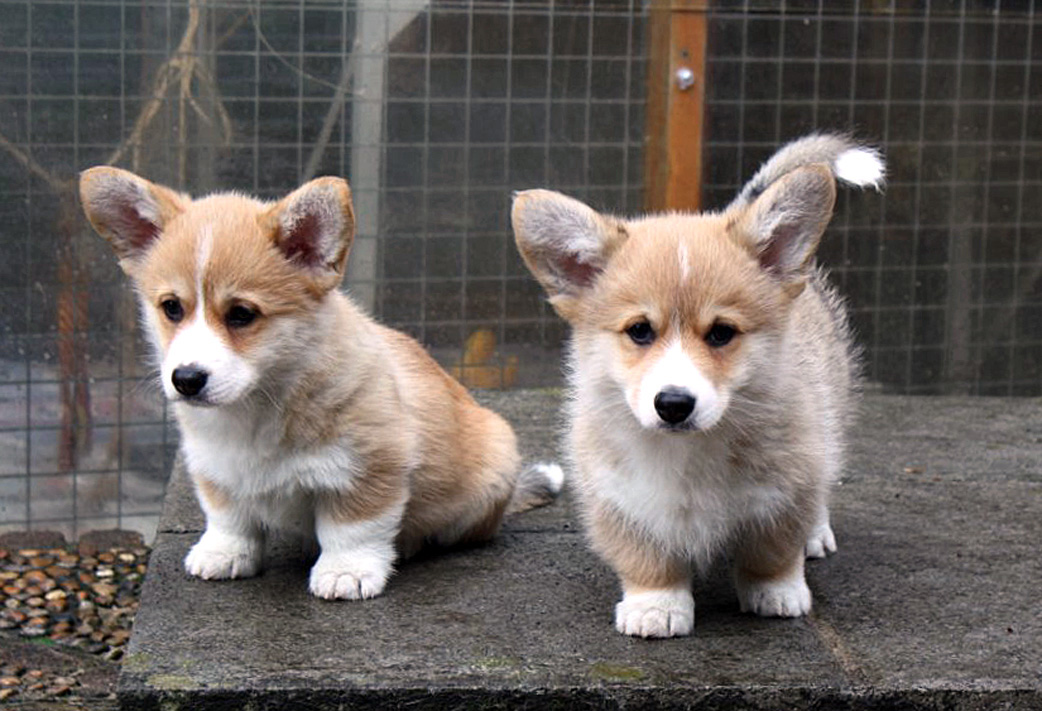 Kelpo & Saffron
