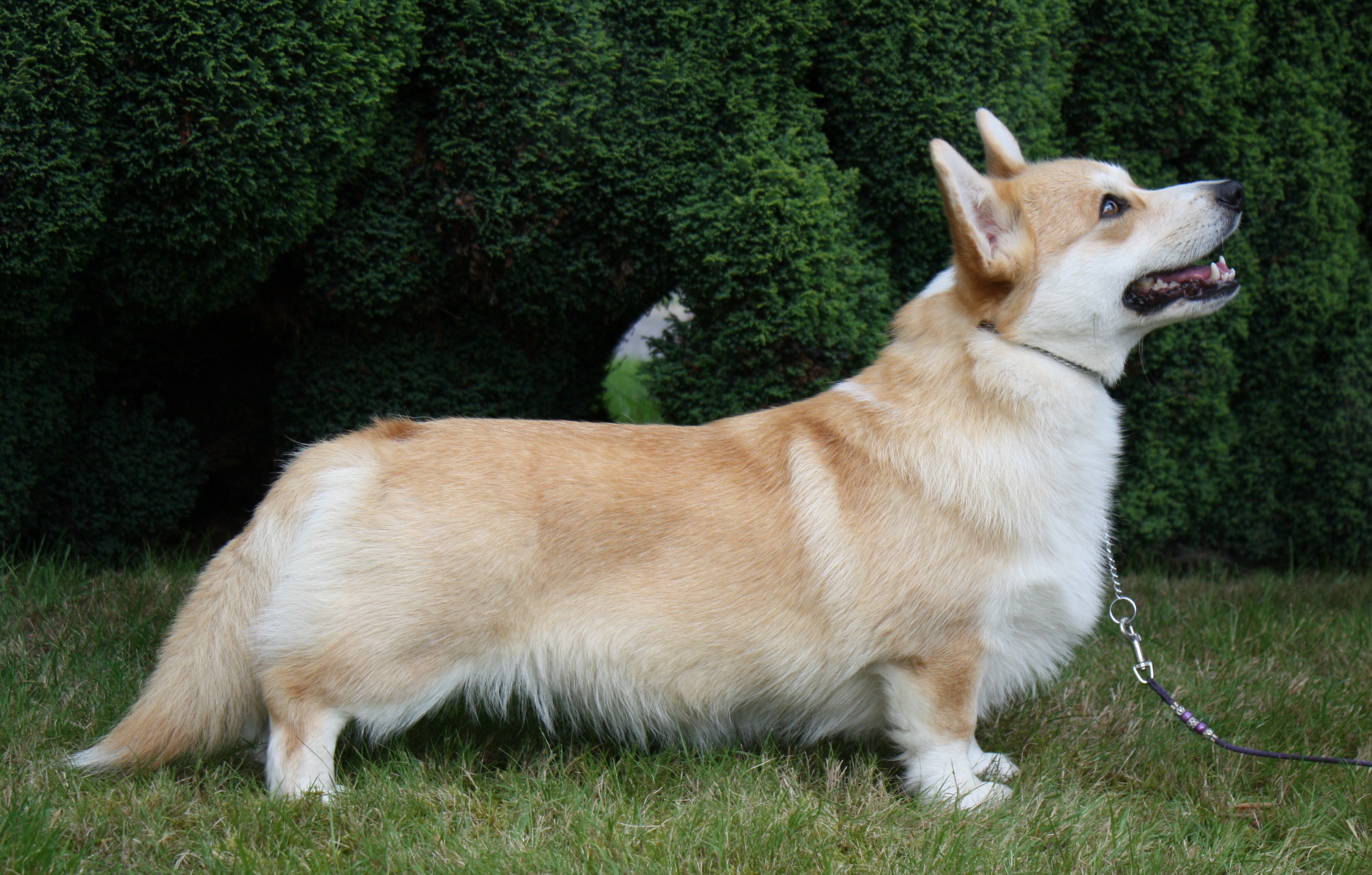 Holly