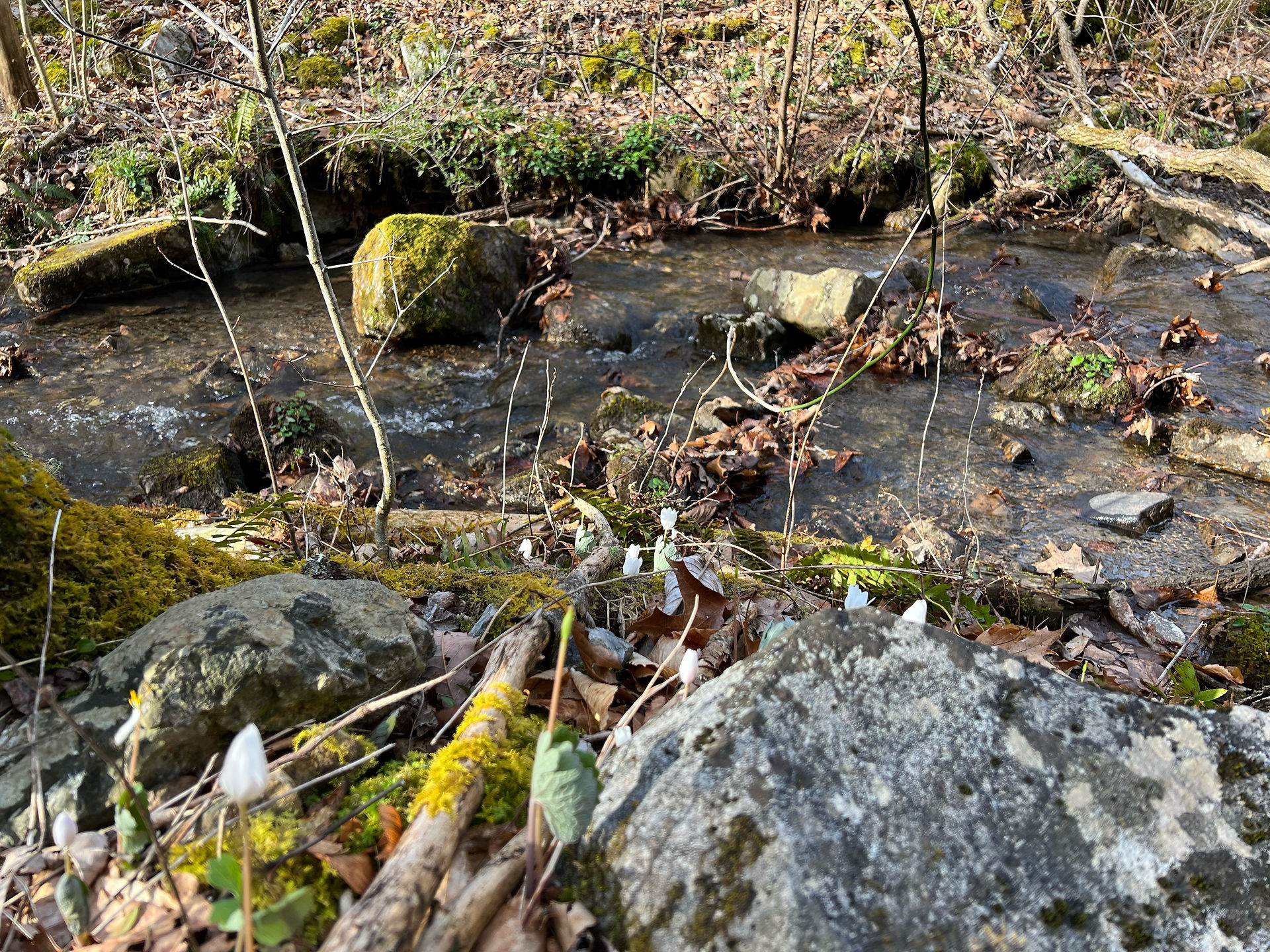 Bloodroot