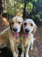 IMG_1813(1).JPEG