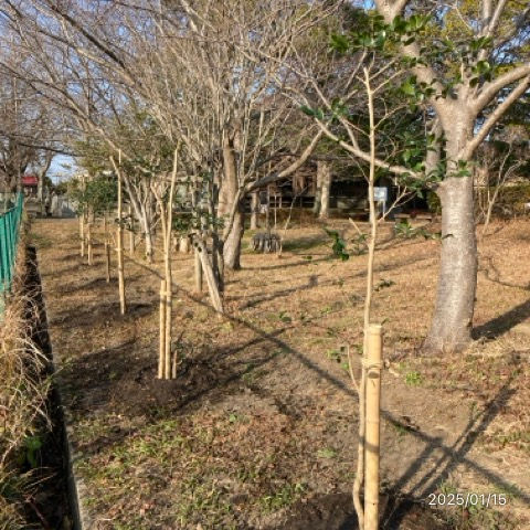 植樹した7本の榊