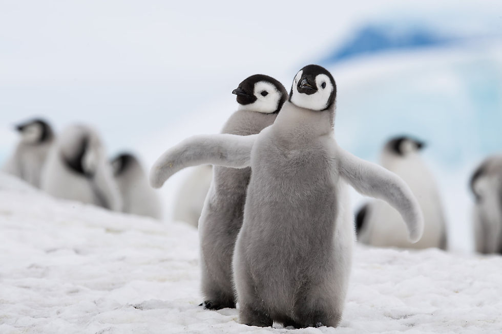 Penguin chicks