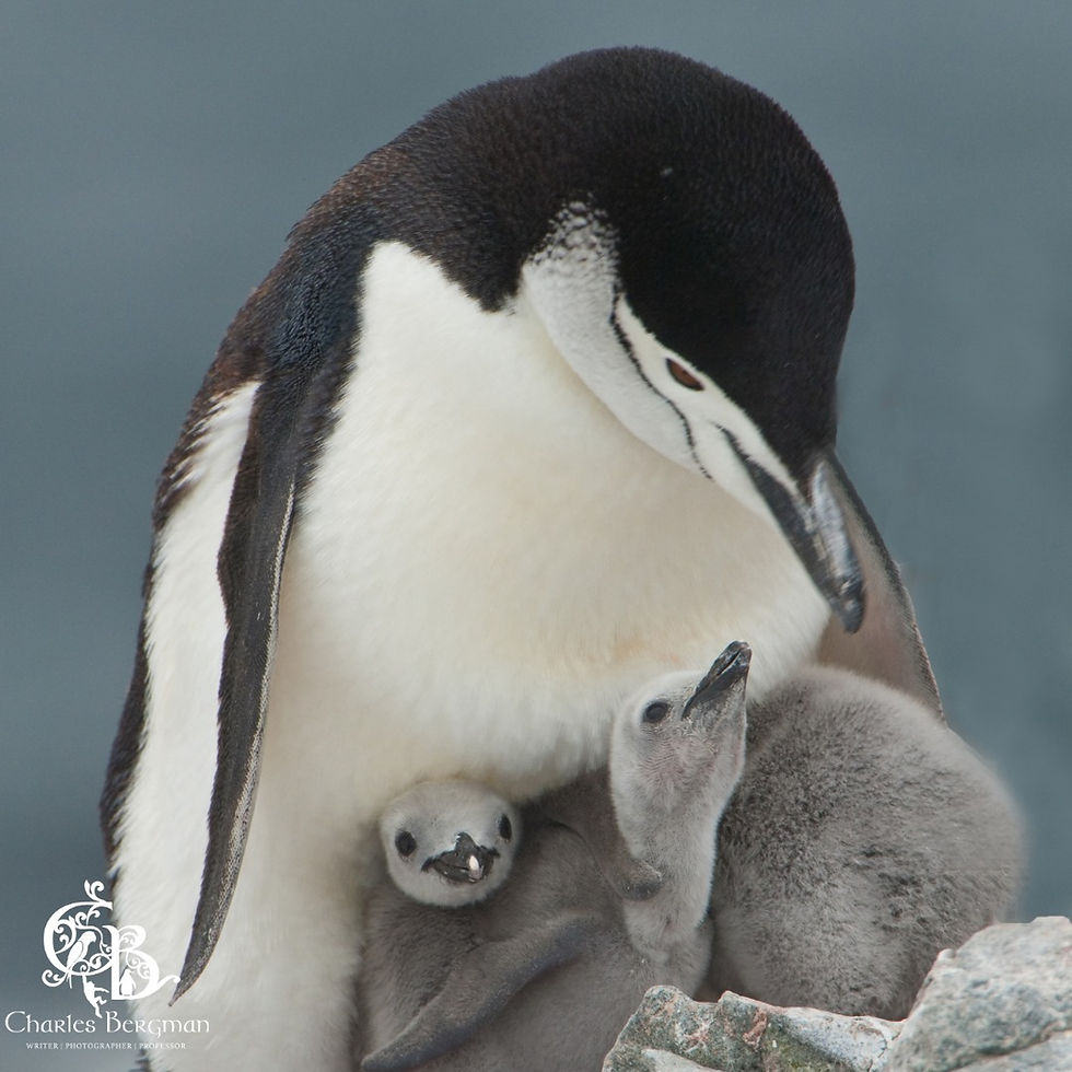 Penguin and babies
