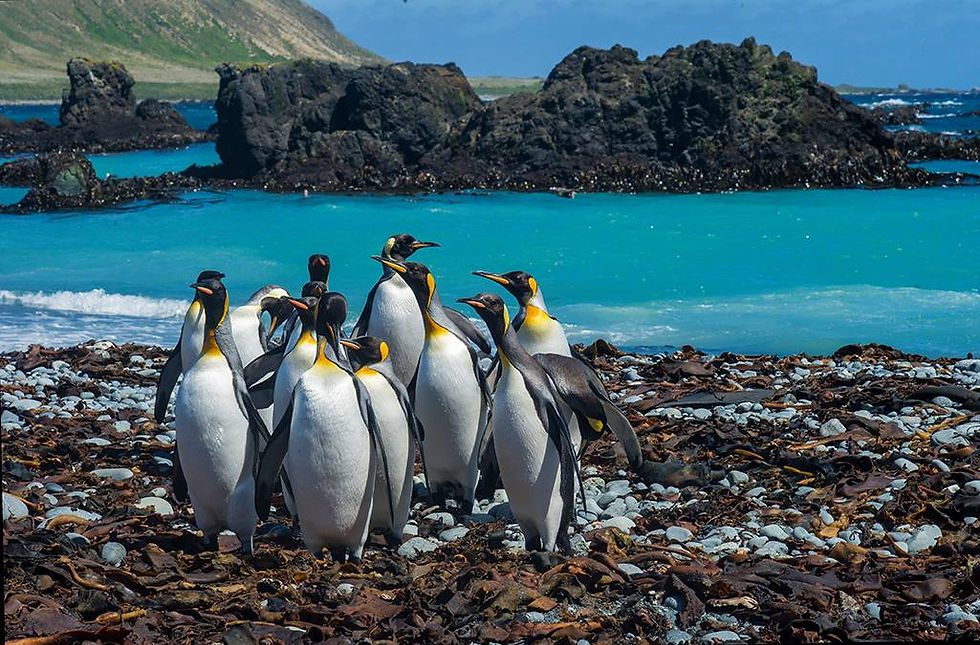 Penguins in front of blue sea