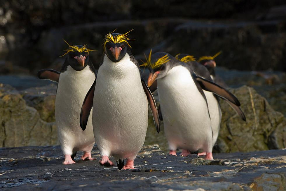 Macaroni penguins