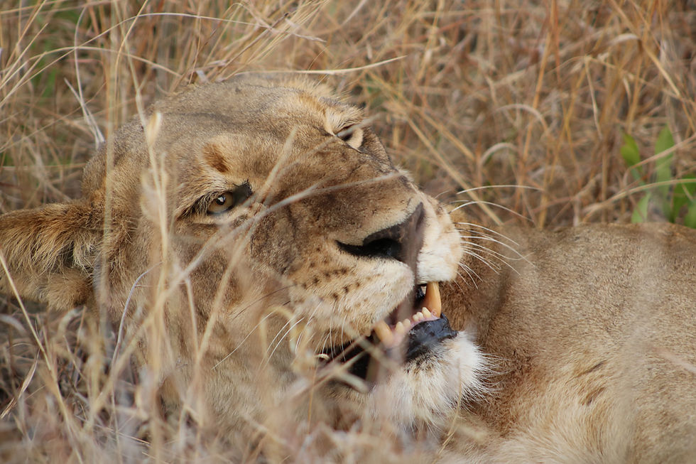 Lukimbi_Safari_Lodge_Lion_in_grass.jpg