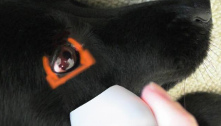 Miniaturbild: Visiofocus® Animal