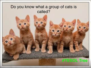 What is a group of cats called?