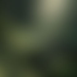 ,,THE SECRET MELODIES OF TREES” von Ursula Burns