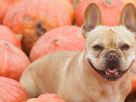 毛孩也能樂在其中：萬聖節季的寵物友善活動指南！
