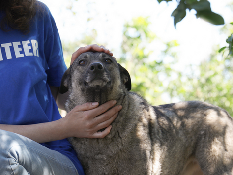 領養狗狗的六大理由