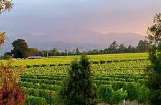 Woodbury Vineyards