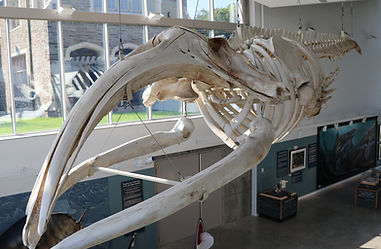 Museum of the Earth