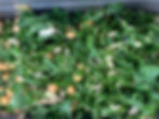 Silverbeet with Chickpeas, Pomegranate and Onion