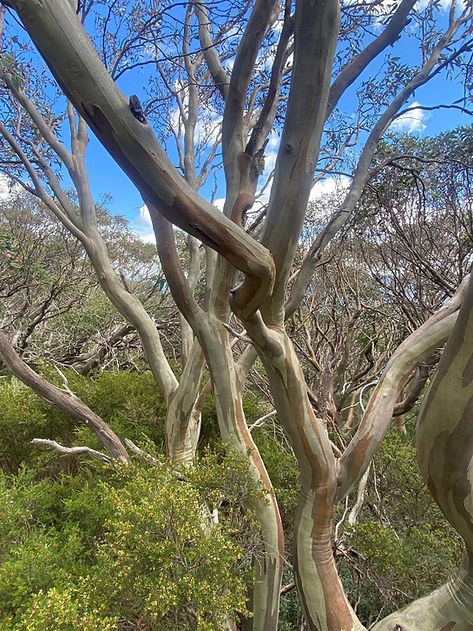 Snowgum.jpg