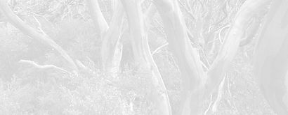 Snowgum_edited_edited.jpg