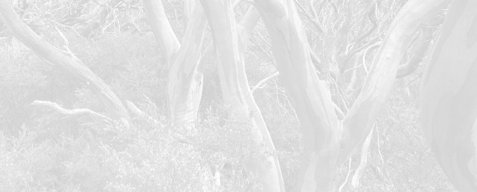 Snowgum_edited_edited.jpg