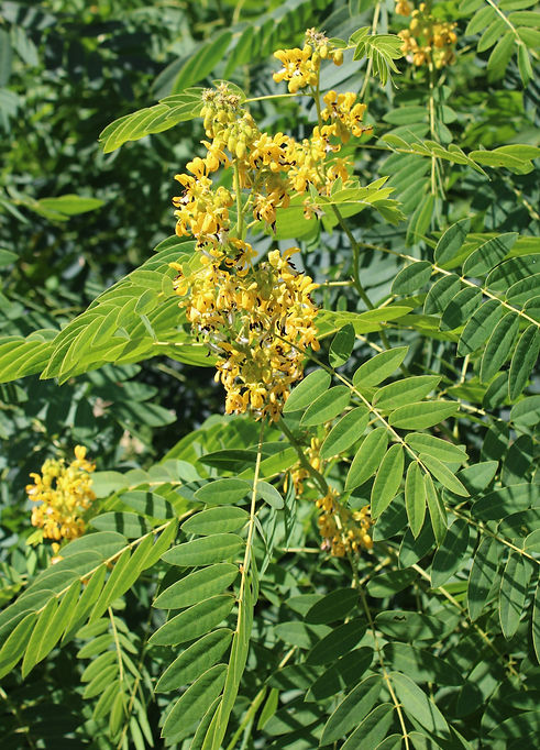 Senna_Crop.JPG