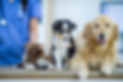 Veterinary 24_7, Appointment Reminder for Florida, GA and across the United EHR Assist Pet