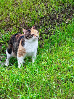 瑪利諾修院學  校 - 許曉晴_狸奴