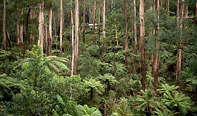 dandenong-ranges.jpeg
