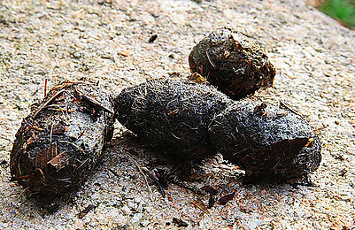 Screenshot 2024-07-11 at 20-00-32 Luchsnachweise Luchsprojekt Harz.png