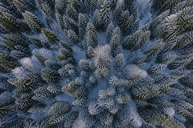 Schwarzwald.png